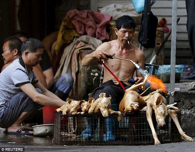 Trung Quốc tổ chức lễ hội thịt chó bất chấp sự phản đối