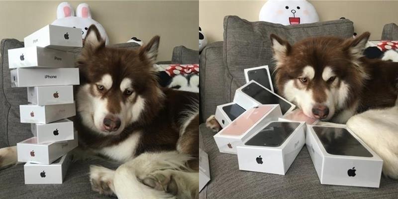 Thiếu gia giàu có nhất TQ mua hẳn 8 chiếc iPhone 7 và iPhone 7 Plus cho chó cưng