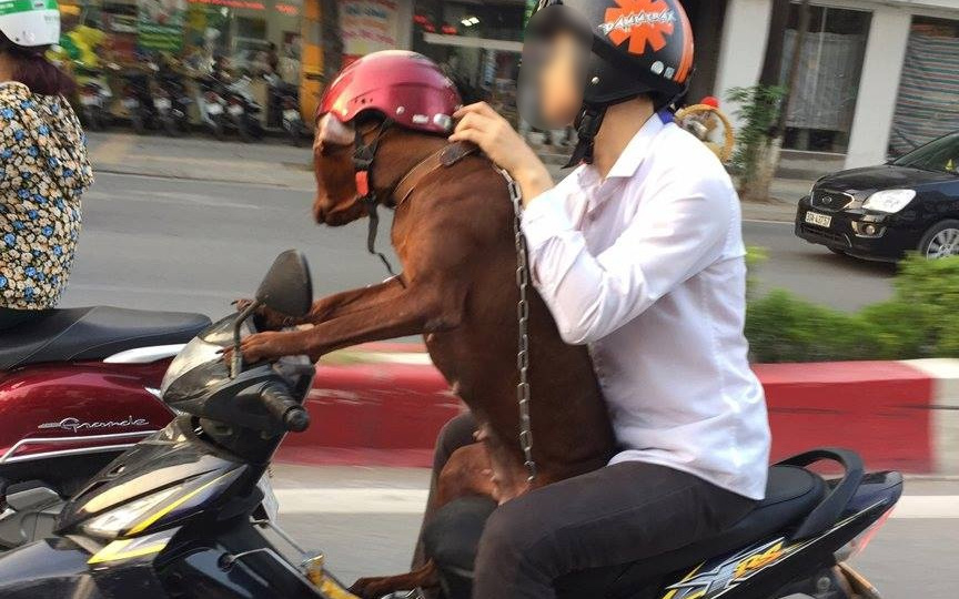 Hình ảnh chú chó điều khiển xe máy trên đường phố Hà Nội gây tranh cãi