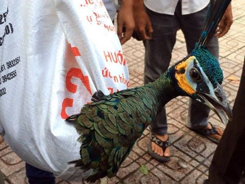 Chim khổng tước lạc vào nhà dân ở Sài Gòn kiệt sức vì đói