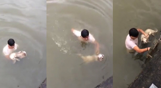Chàng trai nhảy xuống kênh Nhiêu Lộc cứu chó chỉ là diễn?