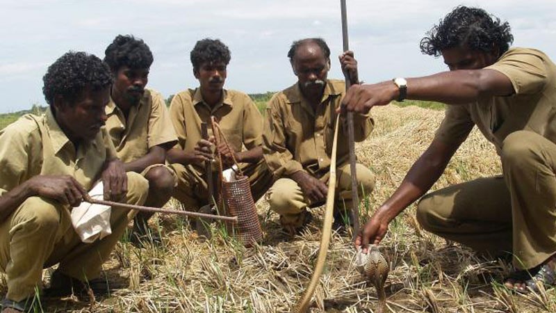 Bộ lạc bắt rắn độc bằng tay không ở Ấn Độ