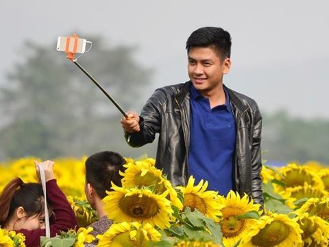 Giới trẻ đổ xô chụp ảnh ở cánh đồng hoa khổng lồ