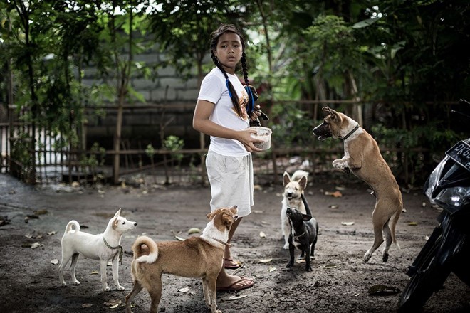 Cô bé 12 tuổi nhận nuôi 29 chú chó bị bỏ rơi