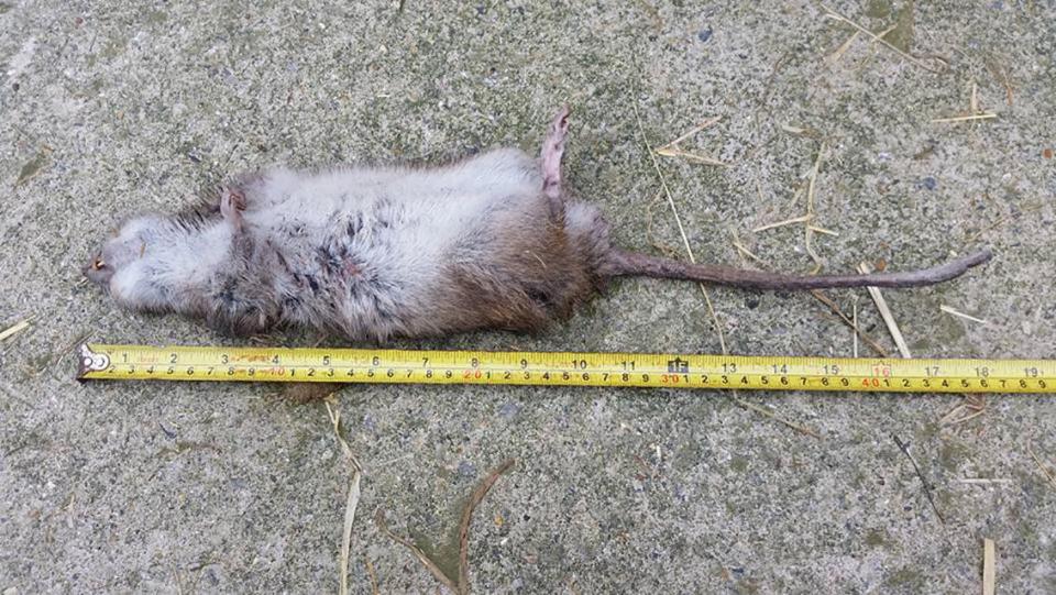 Bắt được chuột khổng lồ to hơn mèo ở Anh