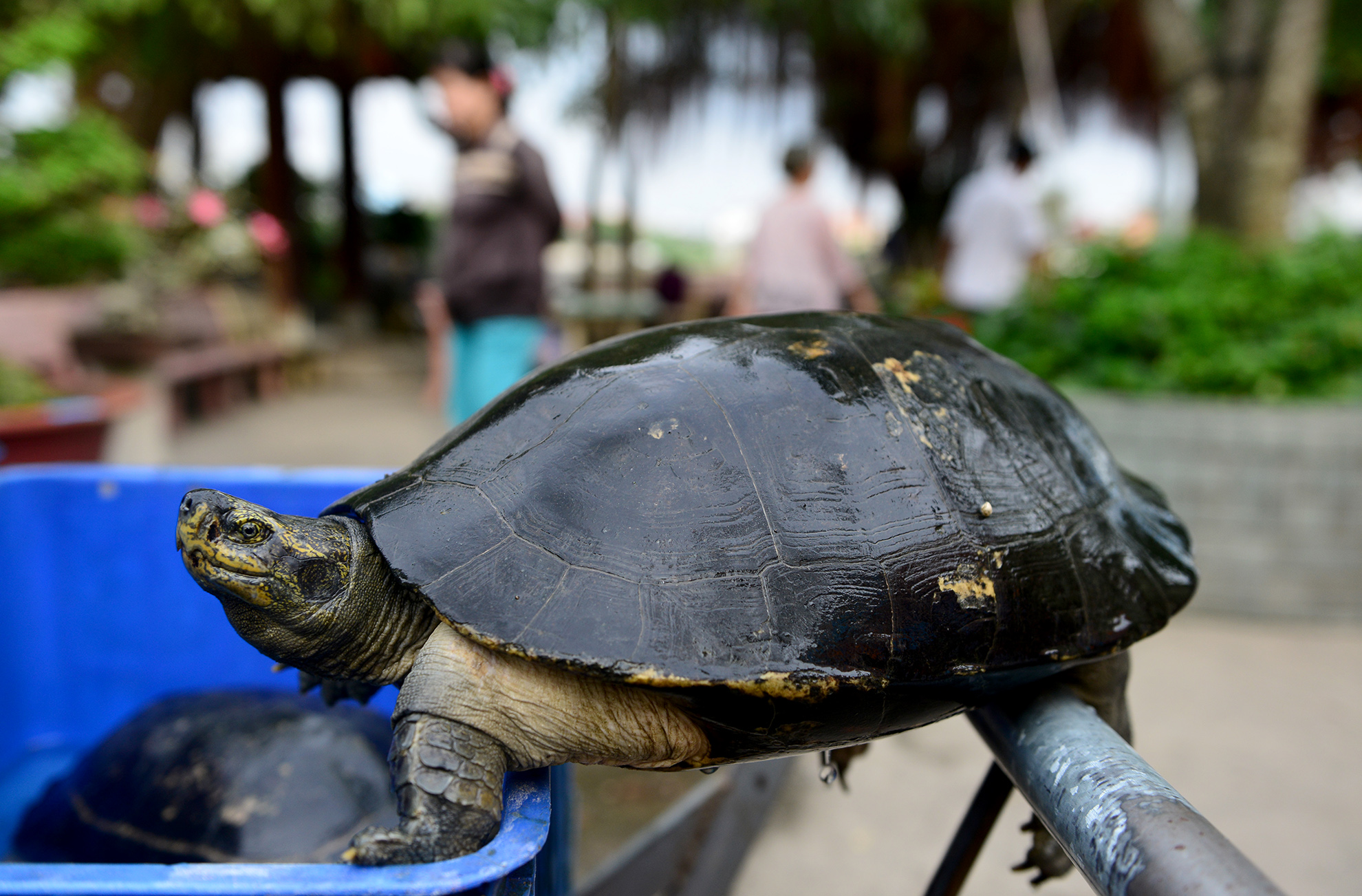 Mua 80 kg rùa giá 25 triệu ra sông Sài Gòn phóng sinh
