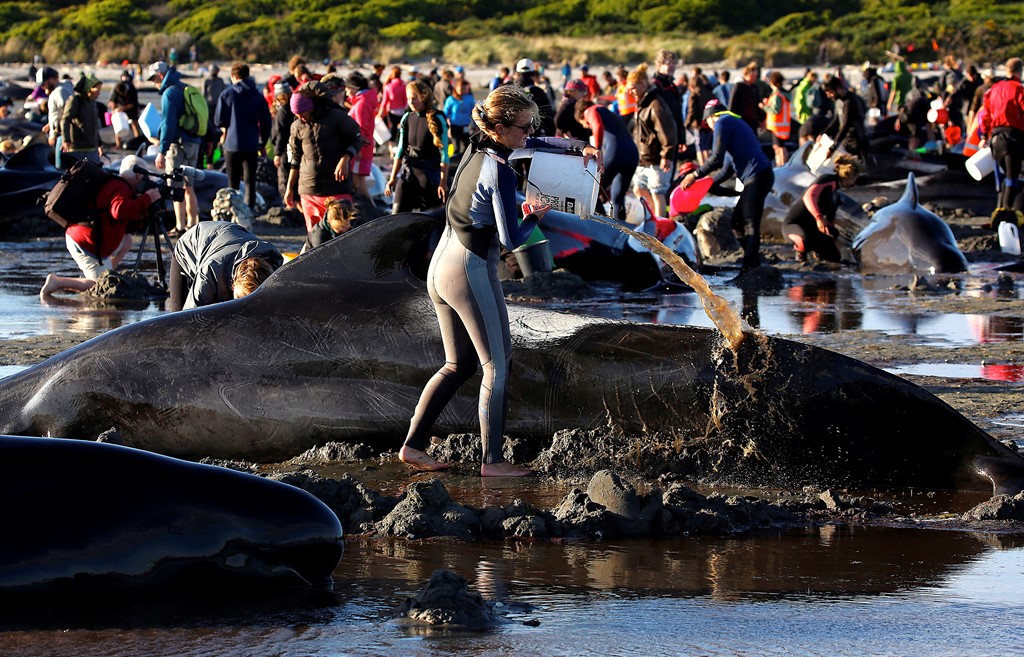 Người New Zealand đổ xô ra biển giải cứu cá voi