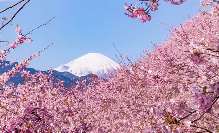 8.000 cây anh đào nở rộ ở Nhật