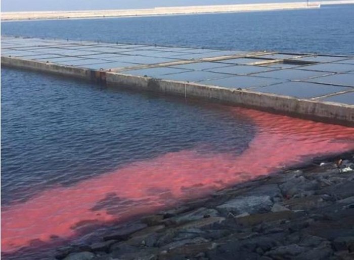 Xuất hiện dải nước màu đỏ dài 50 m ở biển Vũng Áng