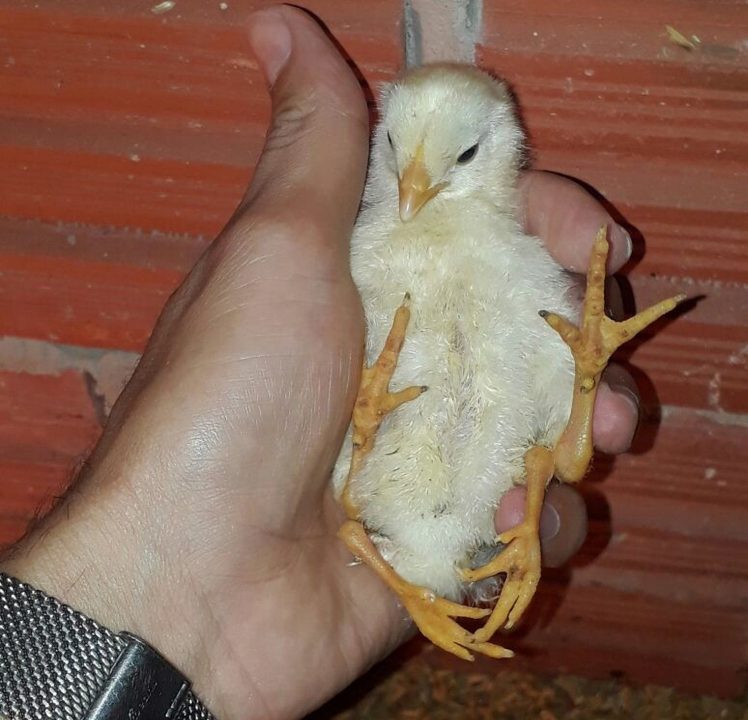 Phát hiện gà con 4 chân kỳ dị ở Brazil