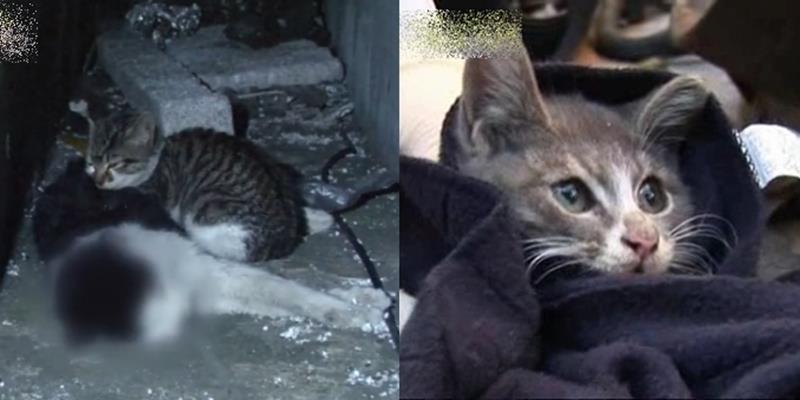 Rơi nước mắt cảnh mèo con chỉ ăn sỏi đá để mang thịt về cho mẹ đã chết