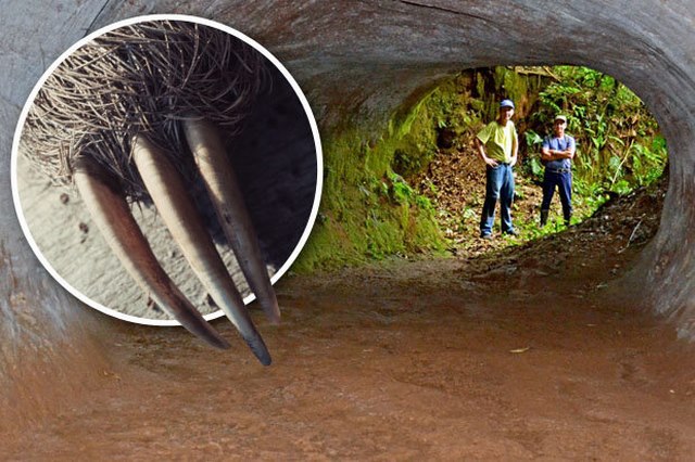 Tìm thấy hang khổng lồ "do quái vật đào" ở Brazil