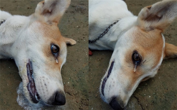 Phẫn nộ hình ảnh chú chó bị trộm đầu độc, rớt nước mắt vĩnh biệt chủ
