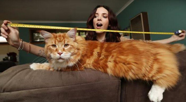 Gặp Omar - ứng viên chức "mèo dài nhất thế giới"