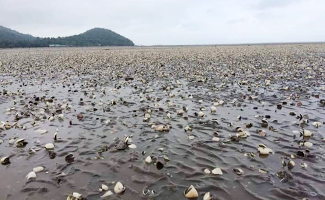 Phát hiện chất tẩy rửa ở khu vực cá chết ven biển Kiên Giang