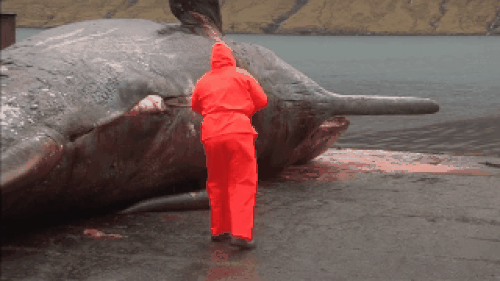 Xẻ thịt cá voi dạt vào bờ, các nhà khoa học suýt "ngậm trái đắng"