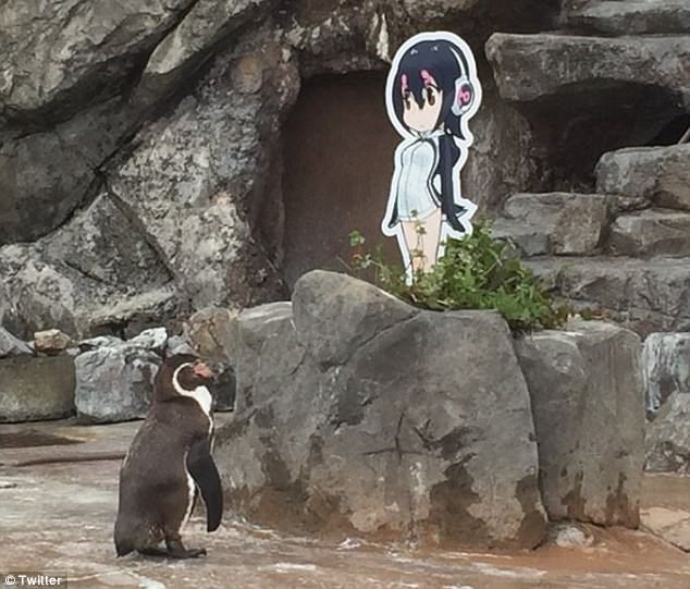 Kỳ lạ chú chim cánh cụt nảy sinh tình cảm với nhân vật hoạt hình