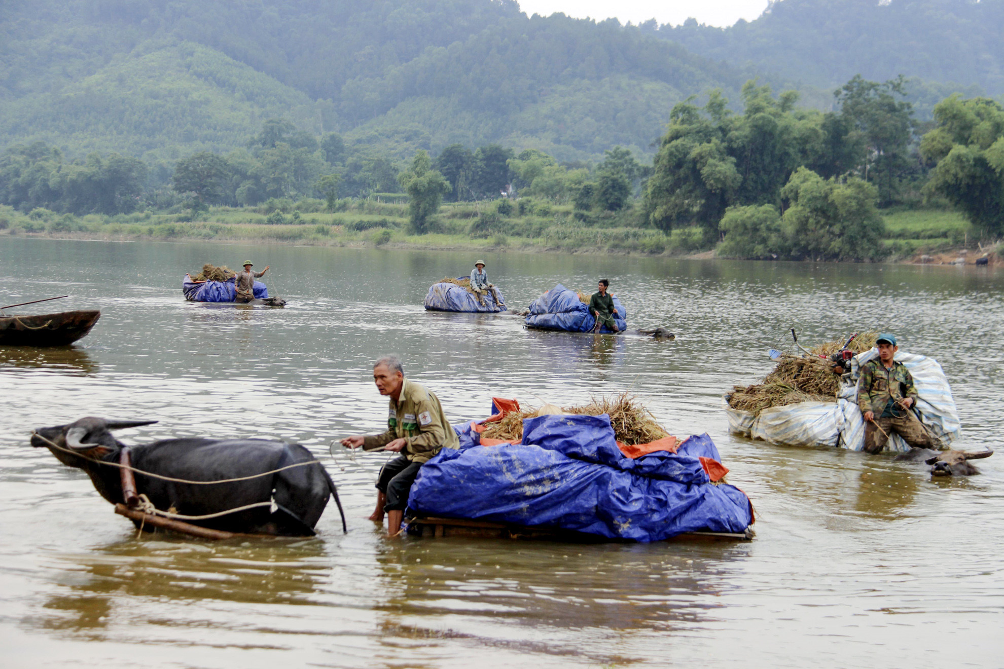 Đàn trâu kéo xe chở lúa tự chế nườm nượp bơi qua sông