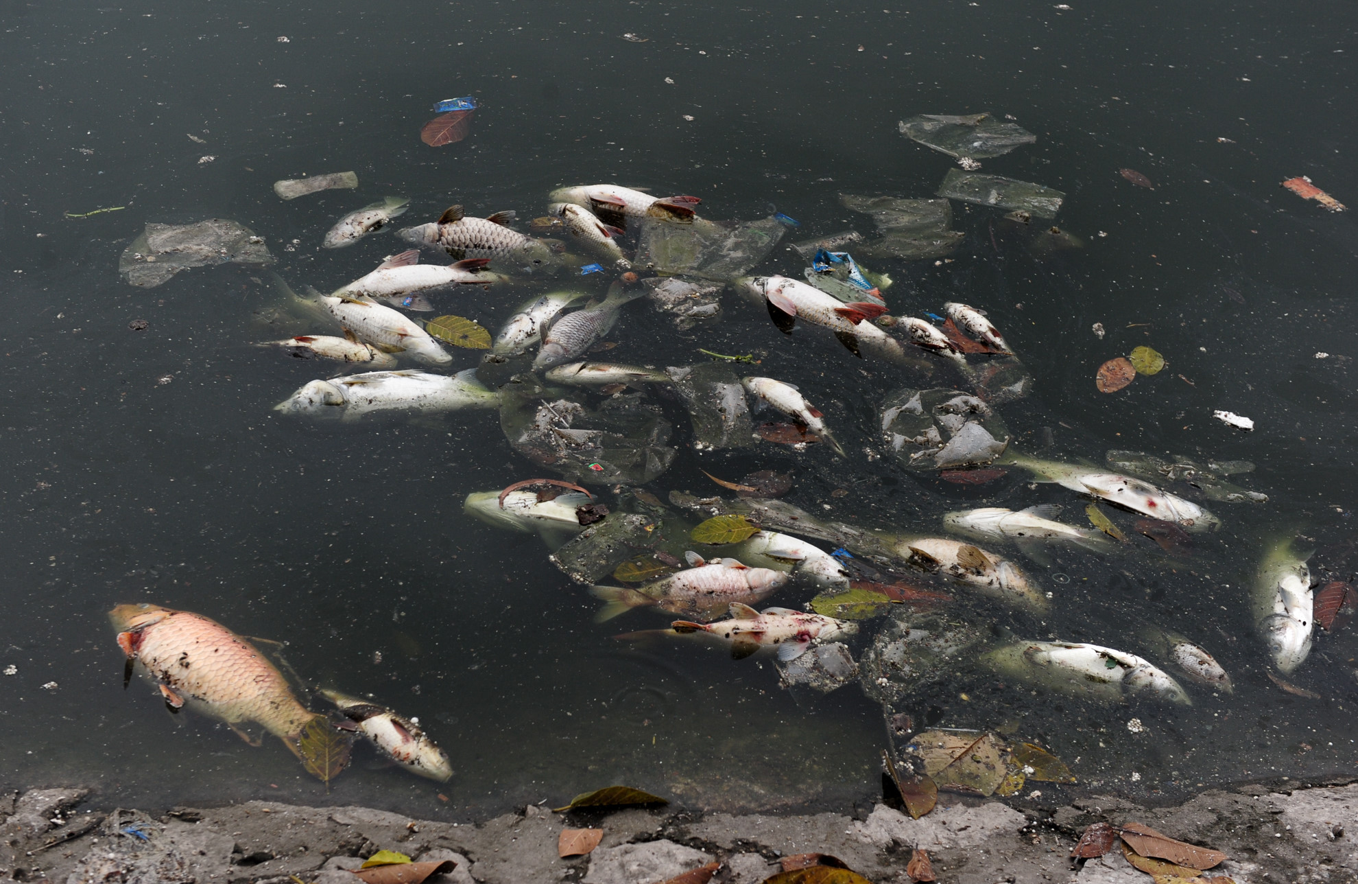 Hàng chục tấn cá chết nổi trắng mặt hồ ở Hà Nội