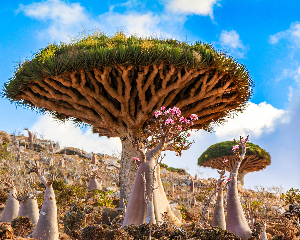 10 loài cây cổ thụ đẹp nhất thế giới