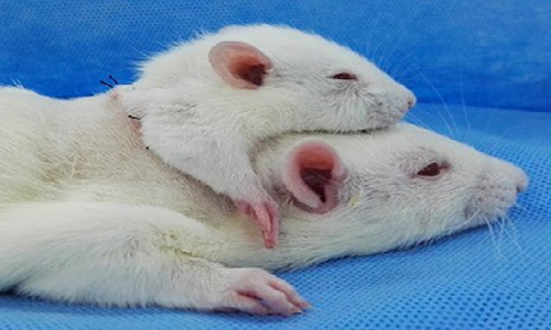 Bác sĩ Italy nối tủy chuột thành công bằng keo đặc biệt