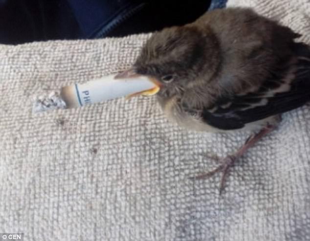 Phẫn nộ thiếu niên Nga bắt chim sẻ non hút thuốc
