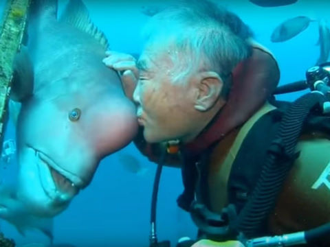 Thợ lặn già làm bạn với con cá xấu xí suốt 30 năm