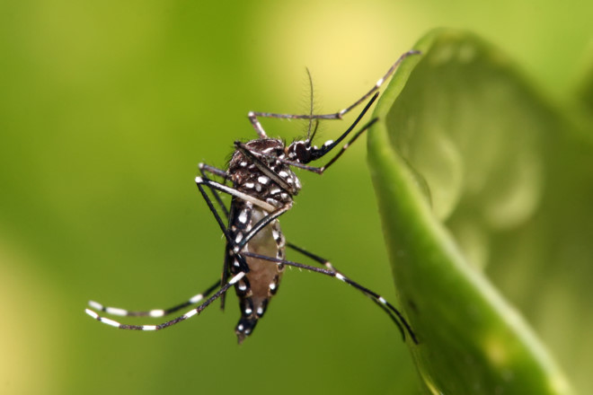 Sau thuốc trường sinh, Google lại muốn diệt sạch loài muỗi