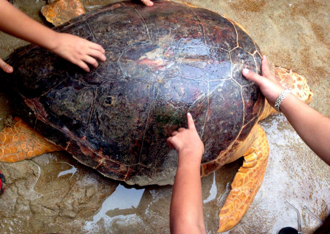 Rùa biển quý hiếm nặng 70 kg mắc lưới ngư dân Quảng Trị
