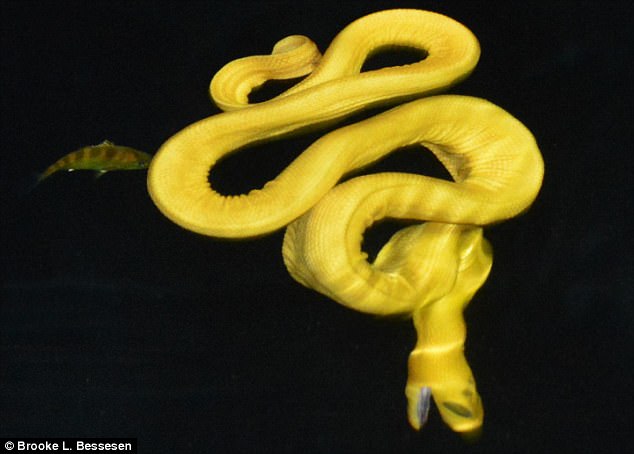 Phát hiện loài rắn vàng rực cực hiếm, chưa từng được biết đến