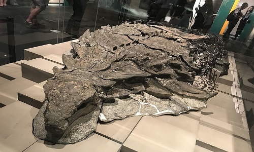 Hóa thạch nguyên vẹn sau 110 triệu năm của khủng long bọc giáp