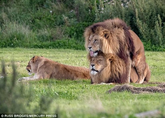 Sư tử đực đồng tính quấn quýt yêu nhau, sư tử cái ngao ngán ngoảnh mặt