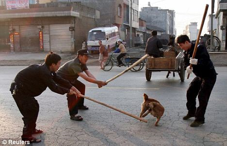 Chó thả rông ở các nước châu Á: Đáng thương hay đáng trách?