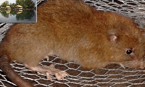 Chuột dài nửa mét có thể cắn vỡ vỏ quả dừa