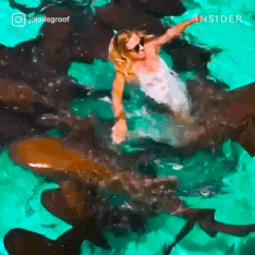 Du khách vừa vui vừa sợ khi bơi giữa đàn cá mập