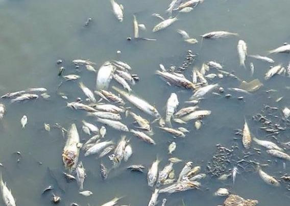 Cá chết đầy mặt nước, nghi tàu xả hóa chất trên sông