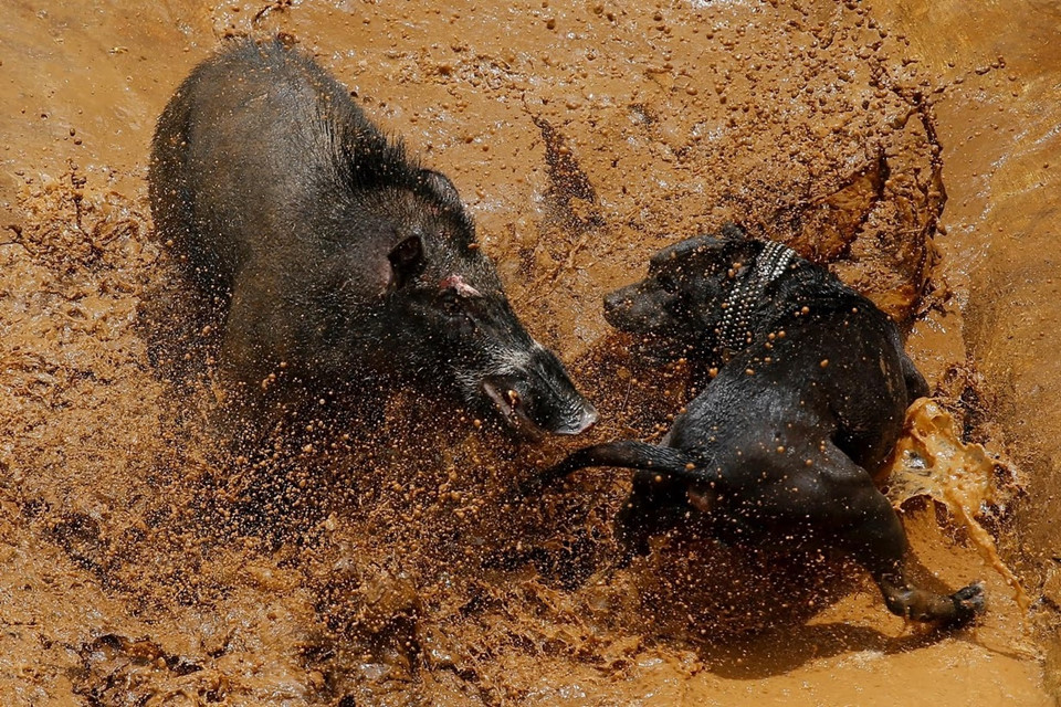 Đấu trường sinh tử: Chó nhà "chọi" lợn rừng ở Indonesia