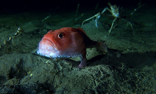Loài cá đi bộ ở độ sâu hơn 3.000 mét dưới đáy biển