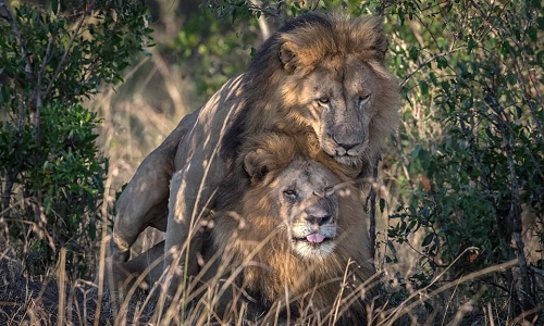 Sư tử đực đồng tính giao phối trong khu bảo tồn Kenya