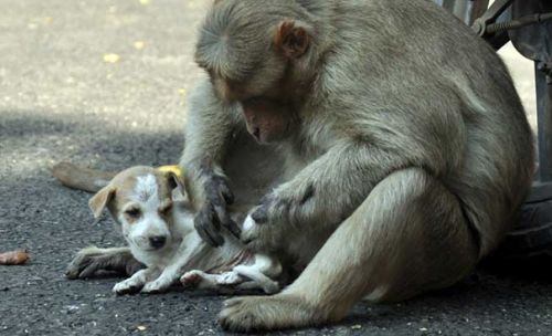 Cảm động chú chó hoang được nhận nuôi bởi một con khỉ