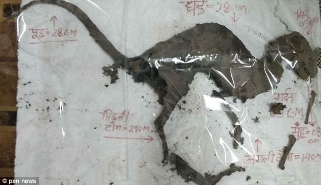 Xác sinh vật giống khủng long vẫn còn xương thịt ở Ấn Độ
