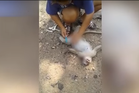 Cô gái mổ bụng khỉ mẹ bị ô tô đâm chết để cứu mạng khỉ con