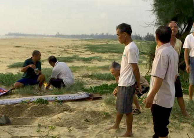 Cá mái chèo liên tục dạt vào bờ biển Quảng Bình
