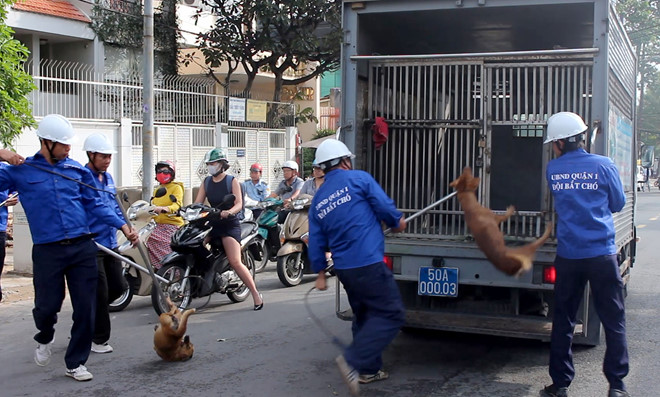 Bắt chó thả rông giữa trung tâm Sài Gòn