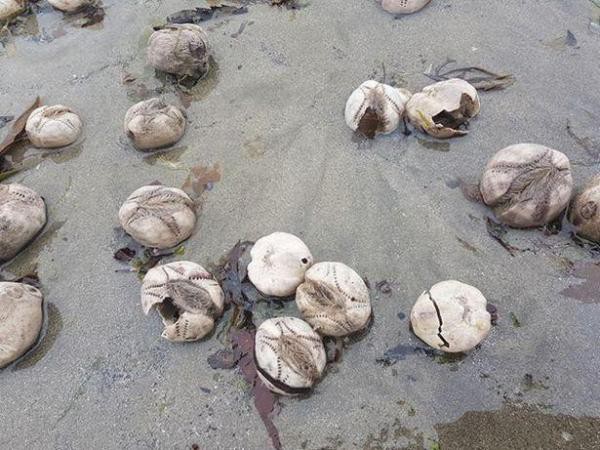 Sinh vật hình cầu bí ẩn tràn lan trên bờ biển Anh