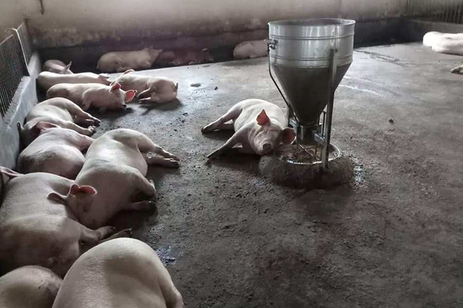 Phát hiện hàng trăm con lợn bị lở mồm, long móng ở Huế