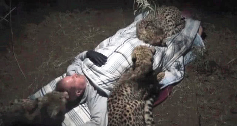 Người đàn ông ngủ trong rừng và được sưởi ấm bởi ba con báo
