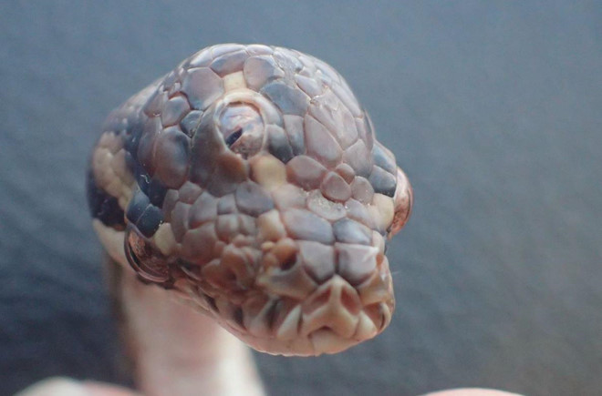 Phát hiện rắn 3 mắt kỳ lạ ở miền bắc Australia