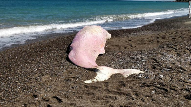 Cá nhà táng chết dạt trên đảo Italy, bụng chứa đầy rác nhựa