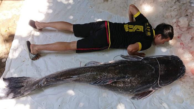 Bắt được cá lăng nặng 77 kg trên sông Sêrêpốk